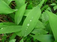 Green leaves, pic by Camilla Skriung