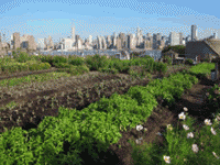The Ecology of Urban Regeneration