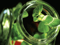 Plants growing in a bottle