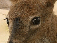 A doe staring