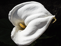 Flowering
