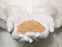 Genetically modified grain