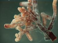 Mychorrhizae