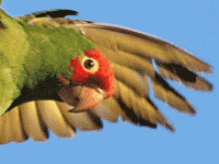 Parrot by Ingrid Taylar