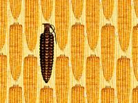 A corn shaped grenade amongst ears of corn.