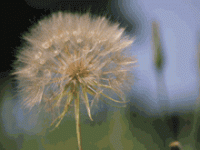 A dandelion releasing its seeds.