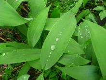 Green leaves, pic by Camilla Skriung