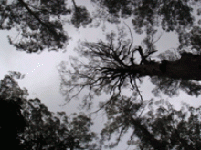 Picture of Mystical Forest