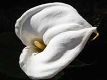 Flowering