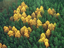 German forest swastika