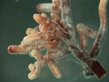 Mychorrhizae