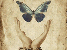 Butterfly for Civil Disobedience Campaign
